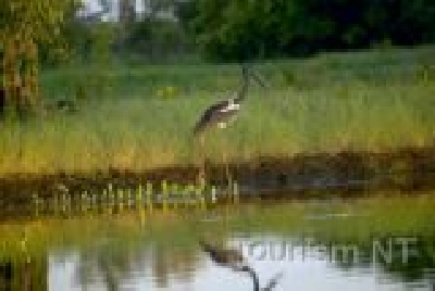 Jabiru - Wappentier vom NT-NT Tiere Jabiru 1.jpg